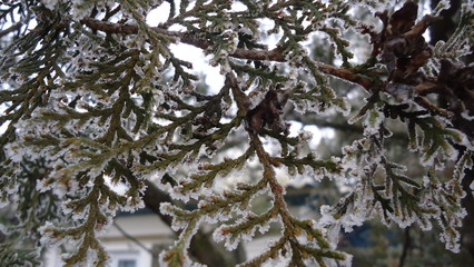 Beautiful winter in the forest.