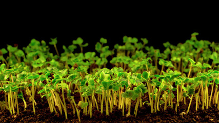 A lot of bean sprouts in the ground in the process of growth close-up on a black background