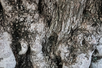 Wooden texture of old olive tree bark. Close up