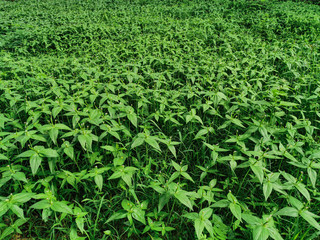 Nature view of Spigelia anthelmia plants for background and wallpaper. Natural green plants landscape