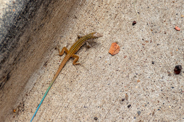 New Mexican Whiptail lizard Aspidoscelis neomexicanus braves the heat and slowly moves across the hot pavement
