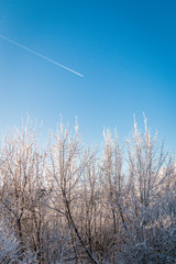 Scenery.  Winter forest. Tree branches in white snow against a blue sky. Sunny. A plane flies high, leaving a mark.