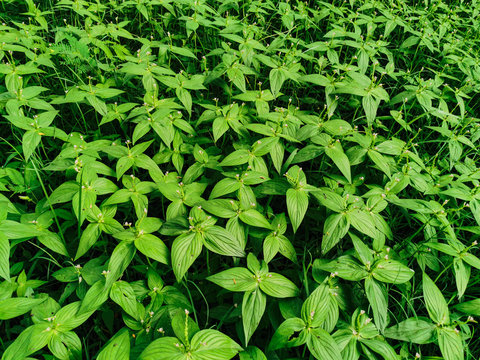 Nature view of Spigelia anthelmia plants for background and wallpaper. Natural green plants landscape