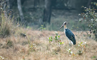 Stork