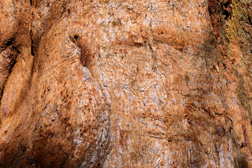 Weathered tree bark textured, Nature background