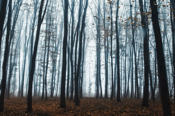 tall trees in fog in forest