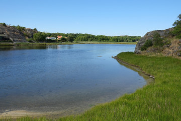 Meersarm bei H&auml;lleviksstrand, Schweden