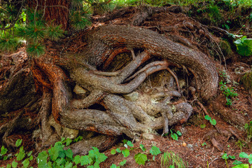 Detailed shot of the complex bare roots of a Larix tree in a wood in the swiss Alps