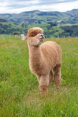 Brown alpaca grazing in a green meadow