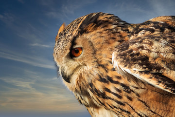 European Eagle Owl in profile in front of a blue sky