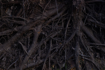 close up roots with fertile soil background. Dark Abstract mistic fairytale backgrounds