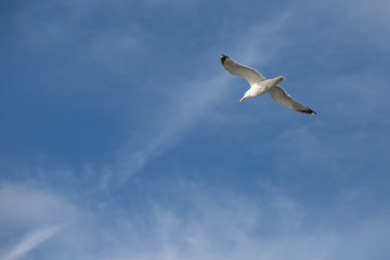 Fliegende Möwen