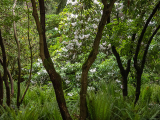 winding trunks of rhododendrons in a blooming garden