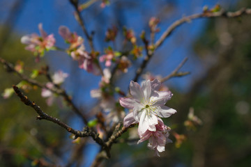 Autumn Japanese Sakura closeup (shallow DOF)