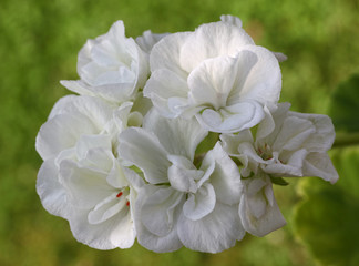 White Pelargonium - Geranium flower with green leaves in the patio garden