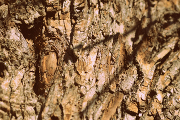 Old tree bark texture close up. Natural background retro style toned