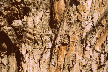 Old tree bark texture close up. Natural background retro style toned