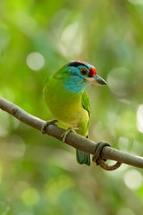 Blue-throated Barbet perching on liana with blur tree background