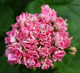 Light pink Rosebud Pelargonium - Geranium flower with green leaves in the patio garden