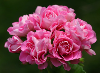 Light pink Rosebud Pelargonium - Geranium flower with green leaves in the patio garden