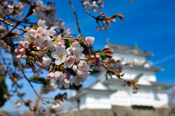 小田原城　桜　城　観光　春　