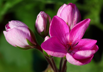 Fototapeta na wymiar Bright pink Pelargonium - Geranium flower with green leaves in the patio garden