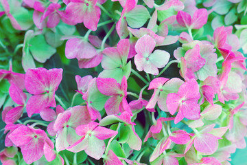 hydrangea flowers for the entire frame as a background