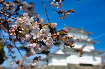 小田原城　桜　城　観光　春　