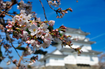 小田原城　桜　城　観光　春　