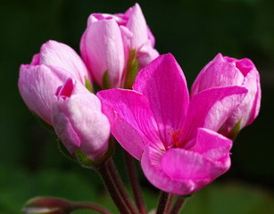 Obraz na płótnie Canvas Pink and White Tulip Pelargonium - Geranium flower on the patio garden