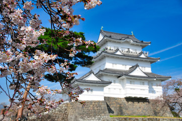 小田原城　桜　城　観光　春　