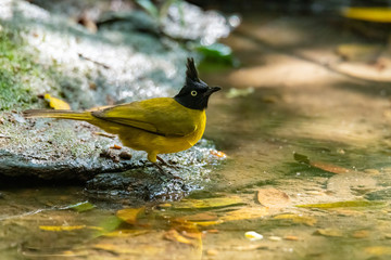 Black-crested Bulbul perching near small pond to quench the thirst