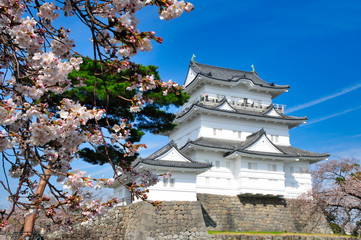 Fototapeta premium 小田原城 桜 城 観光 春 