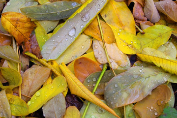 seeding foliage in the park