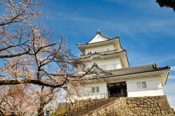 Fototapeta premium 小田原城 桜 城 観光 春 