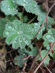 Drops of water on green leaves