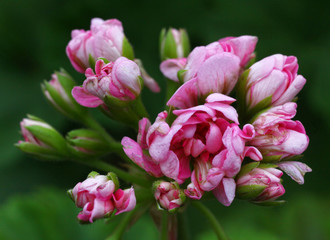 Light pink Rosebud Pelargonium - Geranium flower with green leaves in the patio garden
