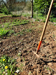 Red rakes in the spring garden
