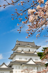 小田原城　桜　城　観光　春　