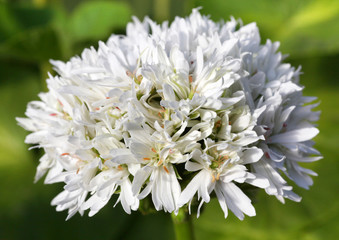 White Pelargonium - Geranium flowers on the patio garden