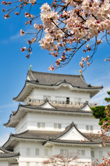 小田原城　桜　城　観光　春　