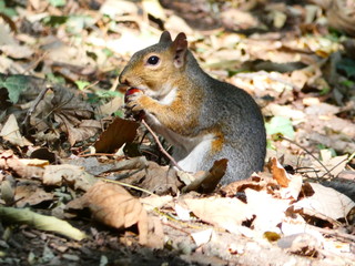 squirrel eating nut