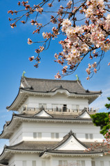 小田原城　桜　城　観光　春　