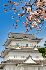 Fototapeta premium 小田原城 桜 城 観光 春 