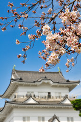 Fototapeta premium 小田原城 桜 城 観光 春 