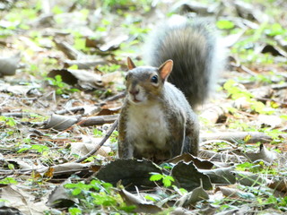 Obraz premium squirrel on tree
