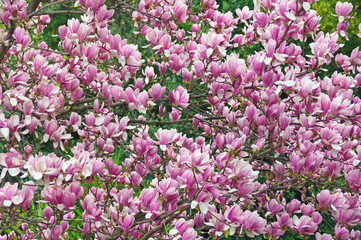 Fototapeta premium Spring flowers. Branches of magnolia tree ( Magnolia soulangeana ) in garden , background