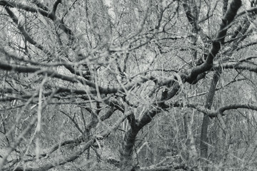 Black and white photography of old trees with bare branches growing in cold winter forest. Horizontal abstract photo background.