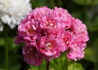 Pink Rosebud Pelargonium - Geranium flowers on the patio garden