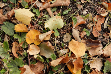 seeding foliage in the park